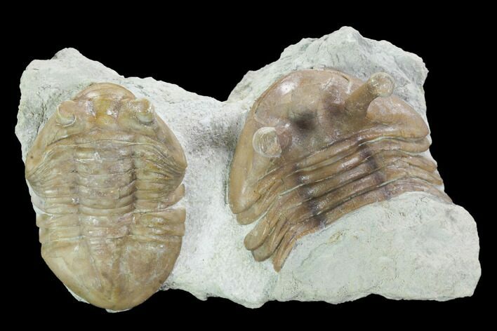 Asaphus Latus with Partial Kowalewskii Trilobite - Russia #99206